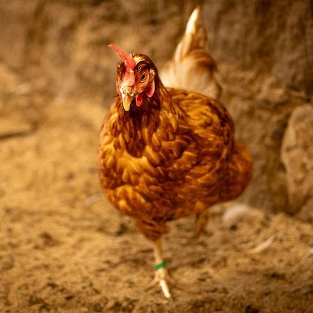Urlaub Auf Dem Bauernhof Hedwigshoehe Hohnstein Εξωτερικό φωτογραφία
