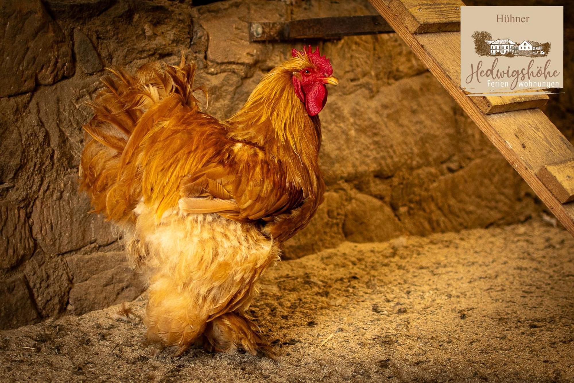 Urlaub Auf Dem Bauernhof Hedwigshoehe Hohnstein Εξωτερικό φωτογραφία